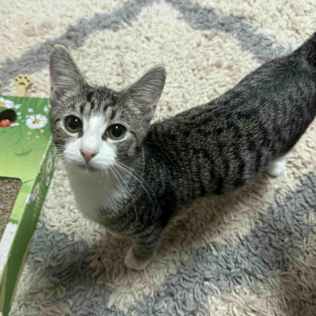 Fitzwilliam, a Adoptable Domestic Short Hair in Wilmington, NC image 4/5