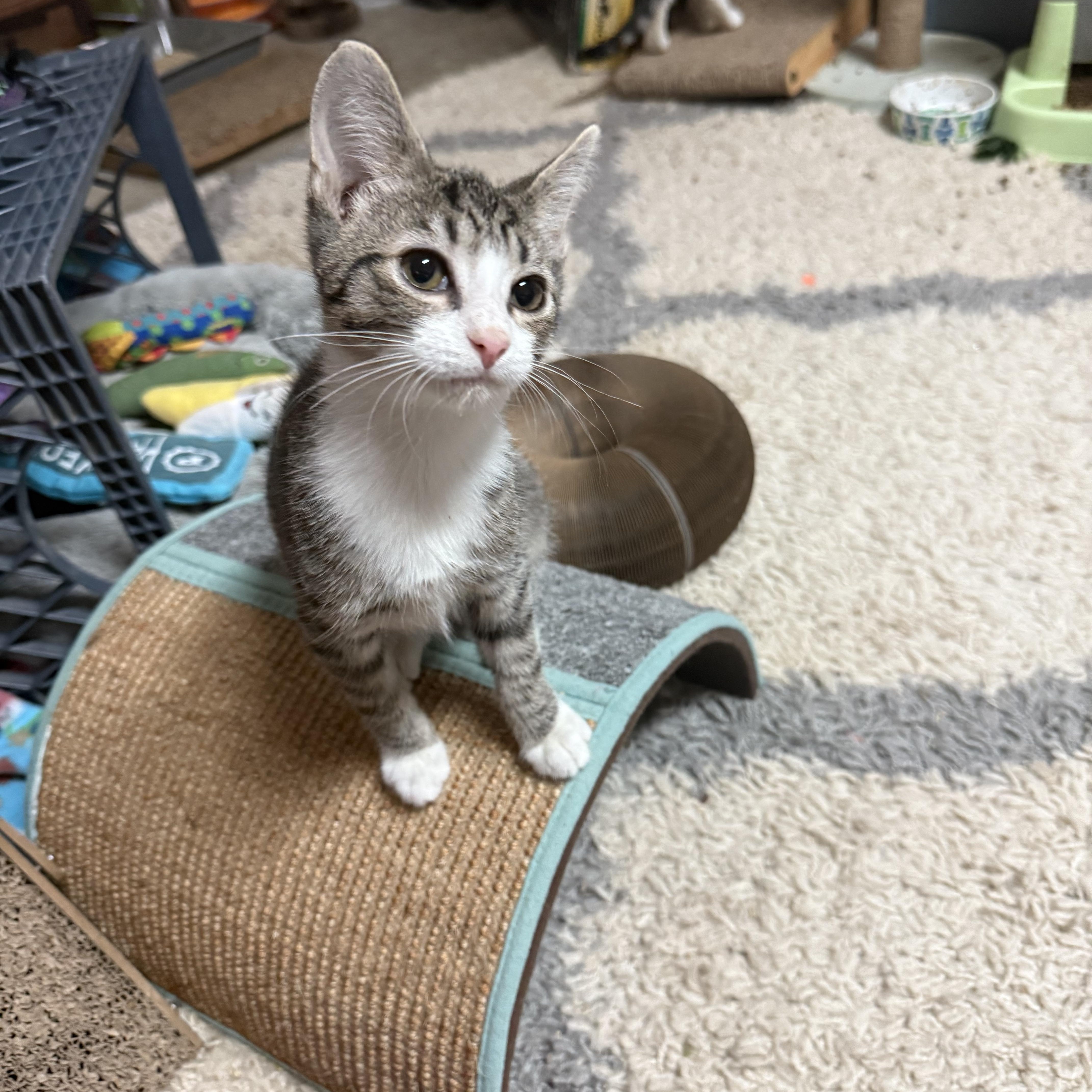 Fitzwilliam, a Adoptable Domestic Short Hair in Wilmington, NC image 3/5