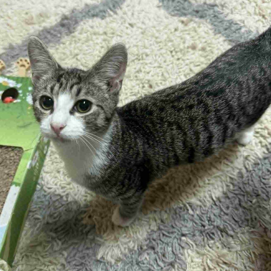 Fitzwilliam, a Adoptable Domestic Short Hair in Wilmington, NC image 5/5