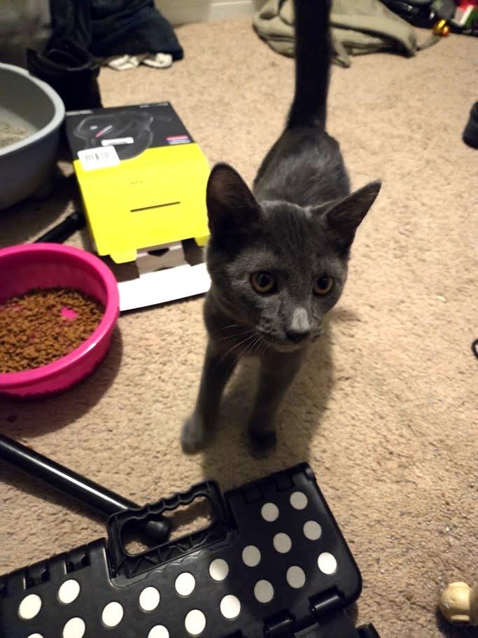 Trot, Adoptable, Kitten Male Domestic Short Hair.