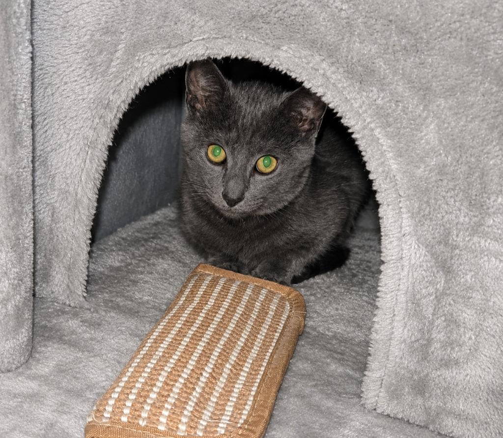 Enlarge Trot, a Adoptable mixed breed in Parkville, MD image 2/3