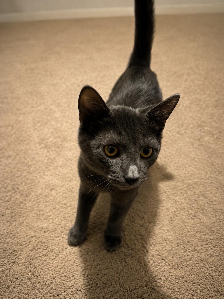 Enlarge Trot, a Adoptable mixed breed in Parkville, MD image 3/3