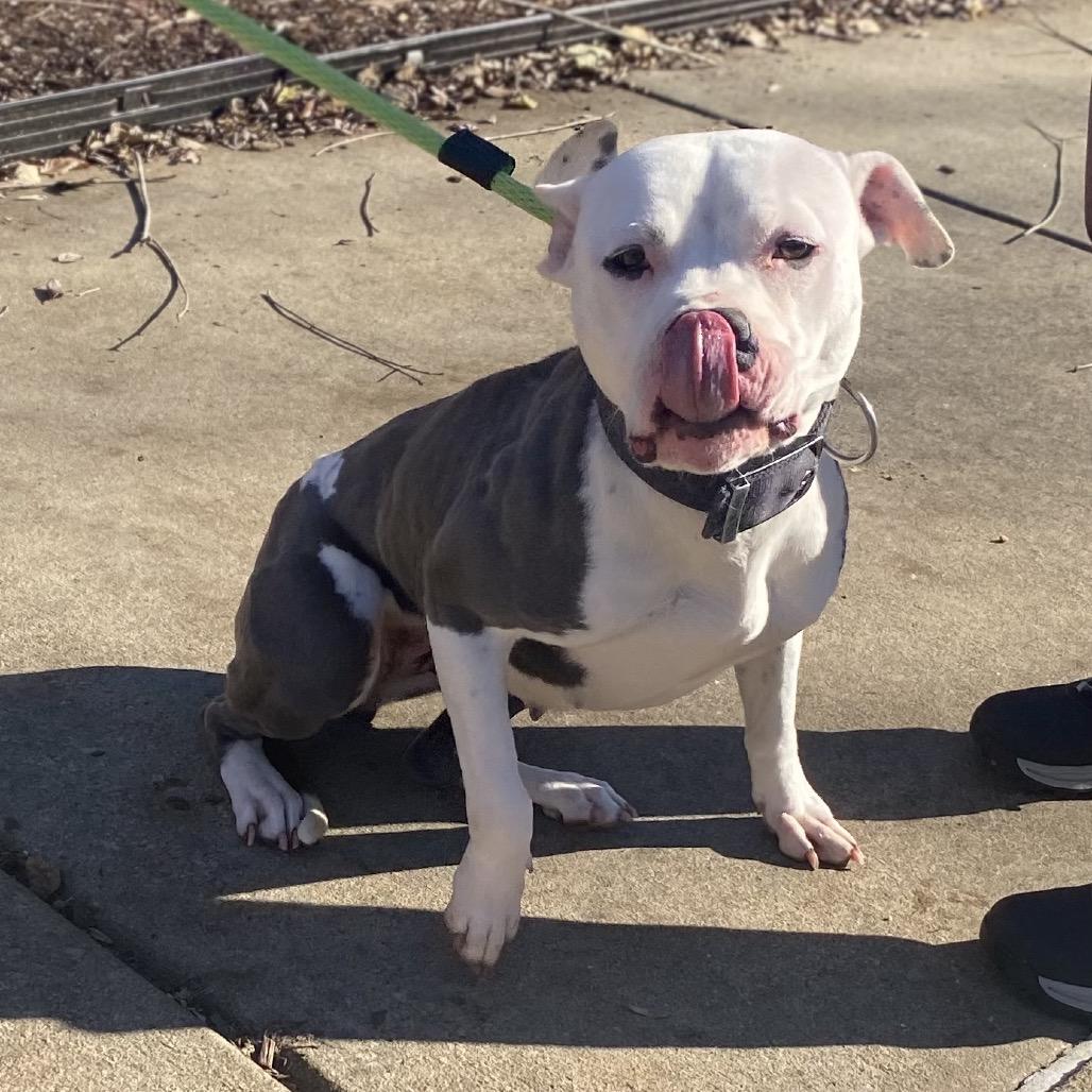 Starbies 9251 — thumbnail 2