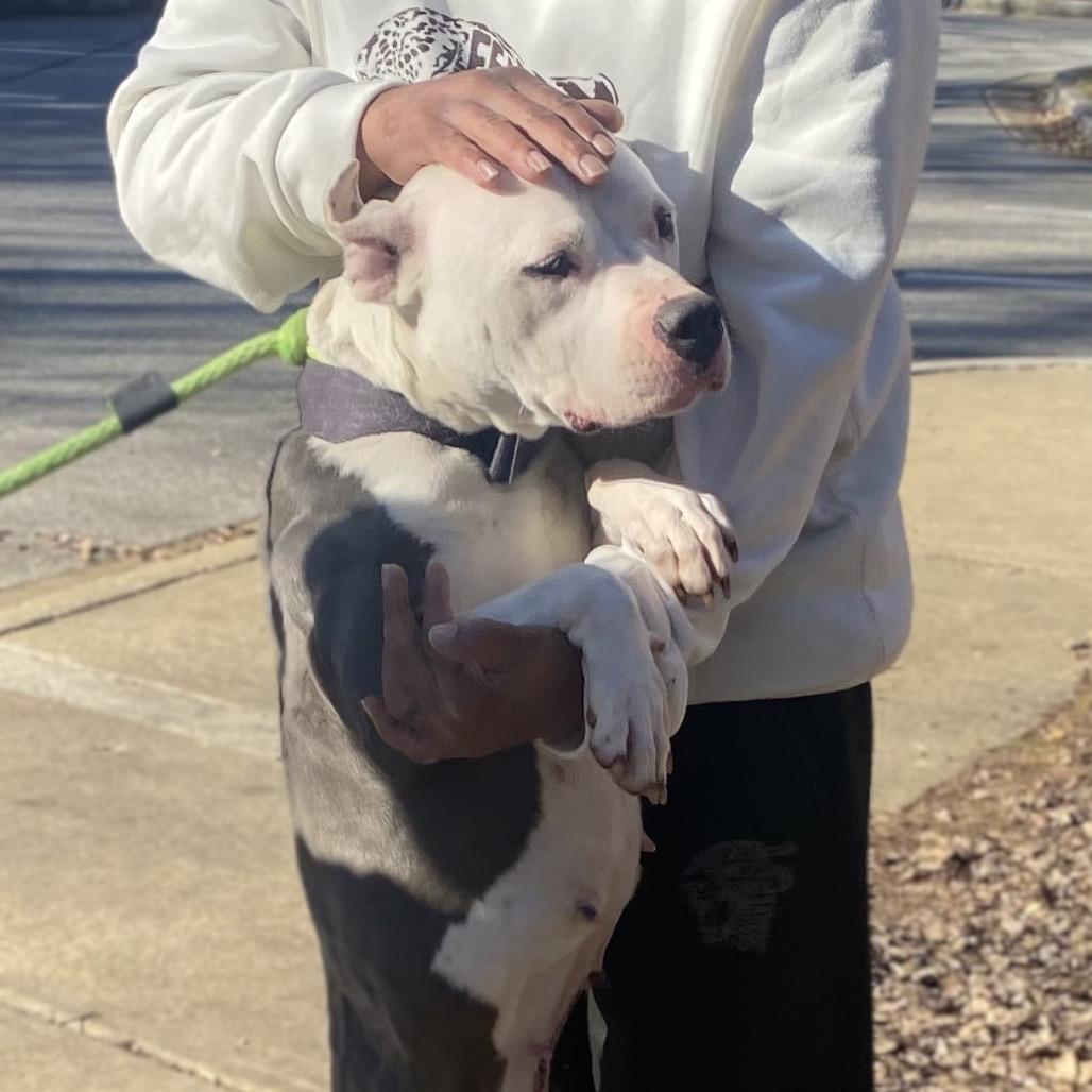 Starbies 9251 — thumbnail 3