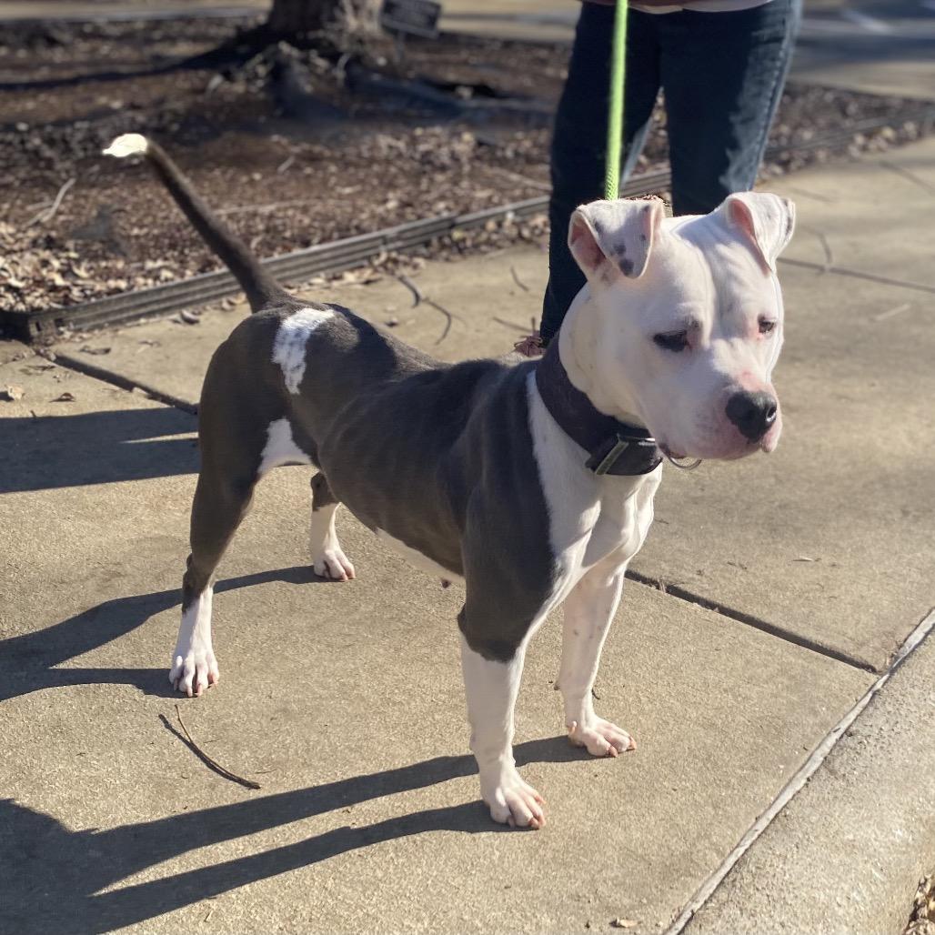 Starbies 9251 — thumbnail 4