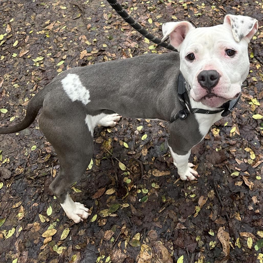 Starbies 9251 — thumbnail 5