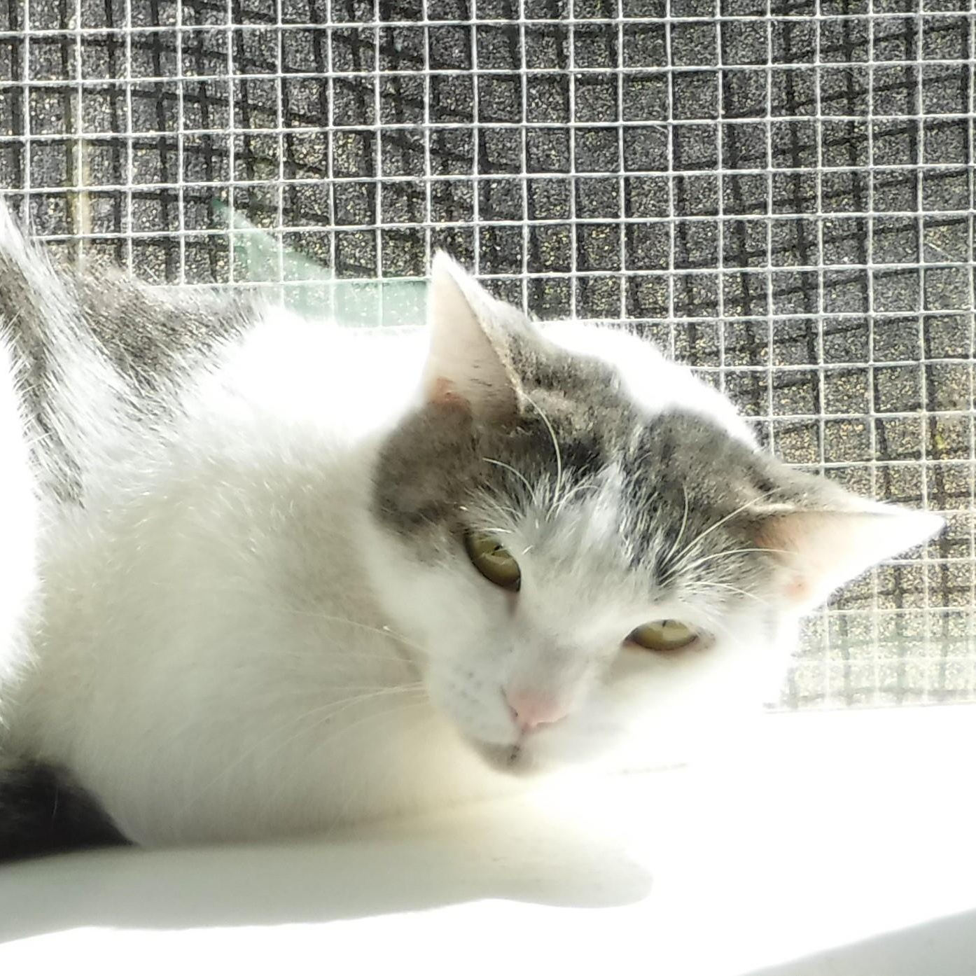 Enlarge Diana - Shy, Lots of Potential, a Adoptable mixed breed in Hoquiam, WA image 4/5