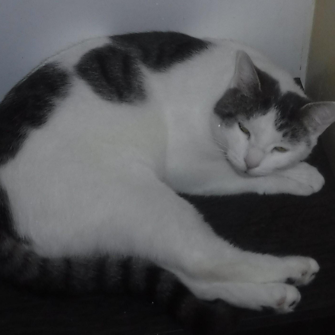 Diana - Shy, Lots of Potential, Adoptable, Adult Female Tabby.