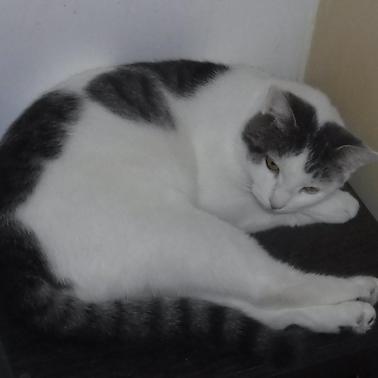 Enlarge Diana - Shy, Lots of Potential, a Adoptable mixed breed in Hoquiam, WA image 5/5