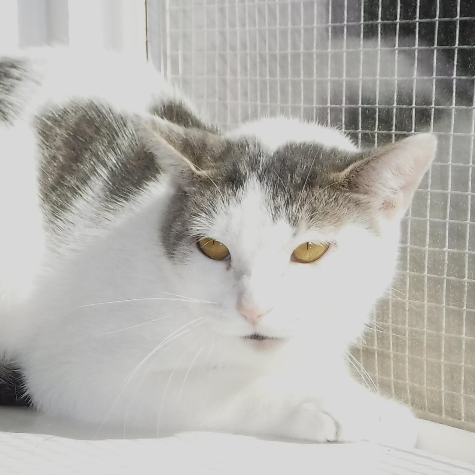 Diana - Shy, Lots of Potential