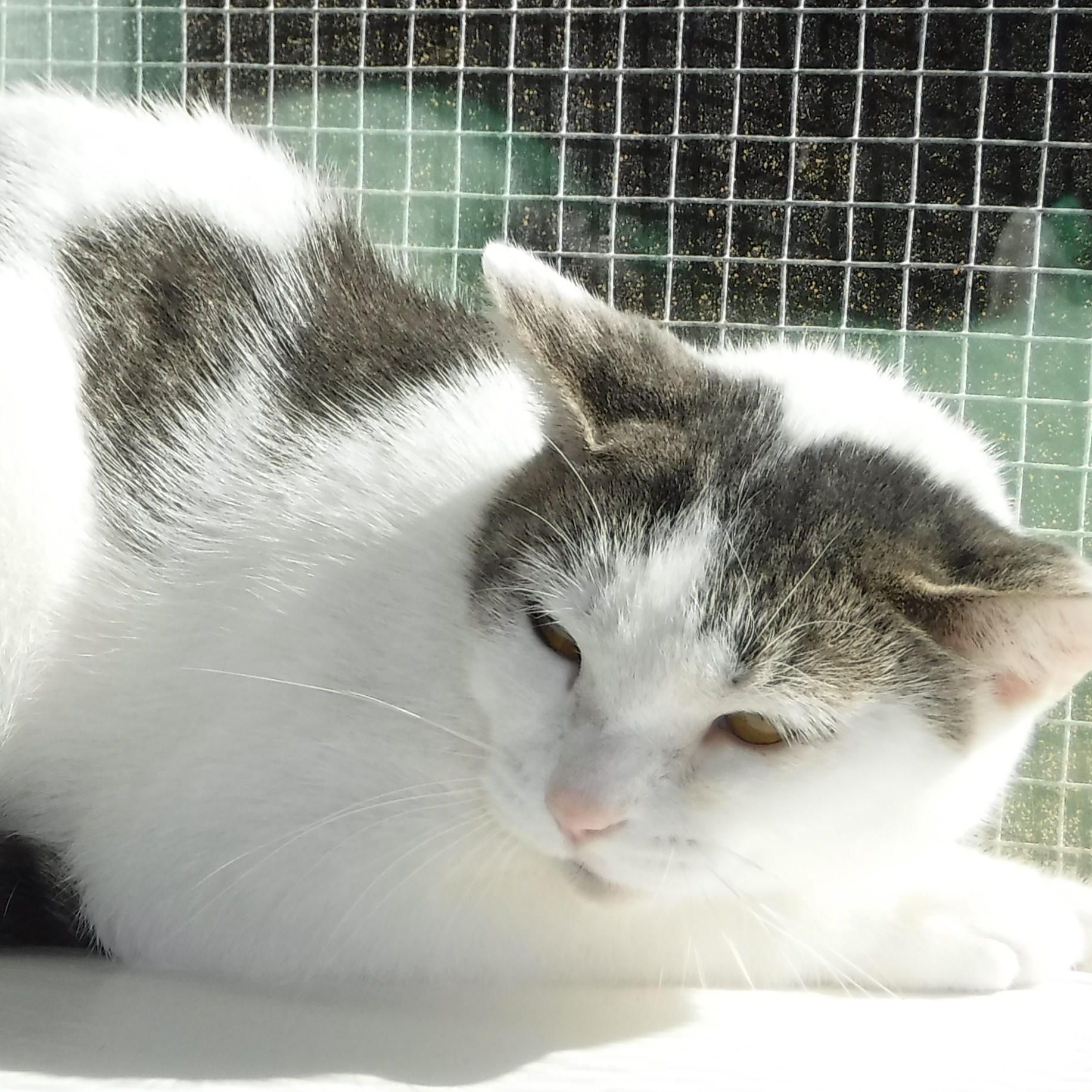 Enlarge Diana - Shy, Lots of Potential, a Adoptable mixed breed in Hoquiam, WA image 3/5