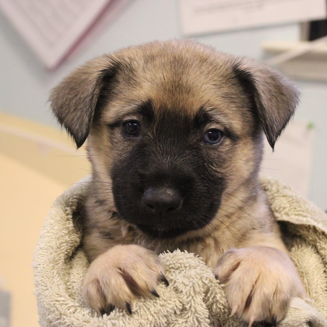 Puppy Preview - Females