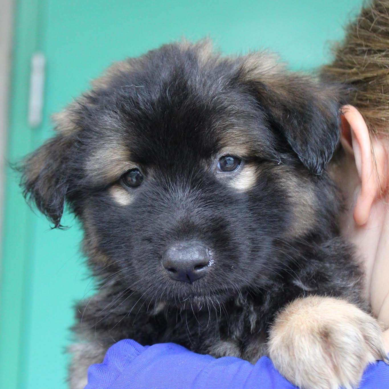 Puppy Preview - Females