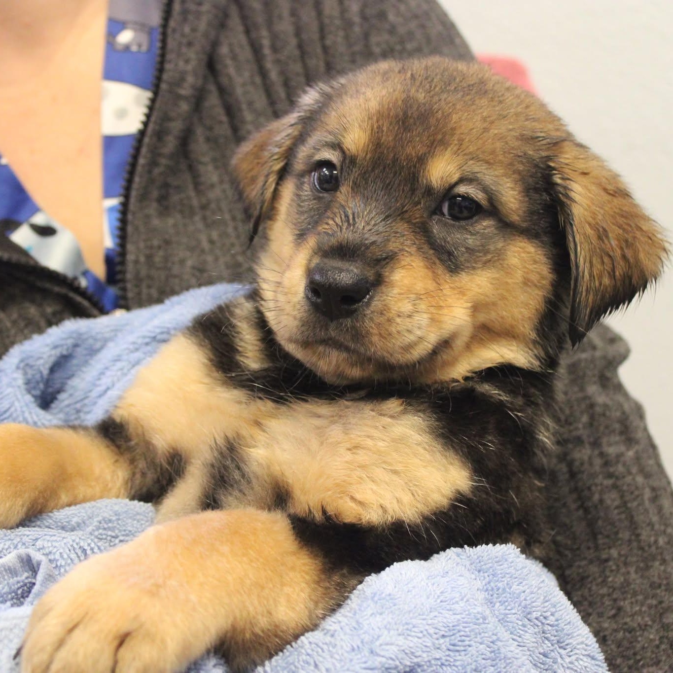 Puppy Preview - Females