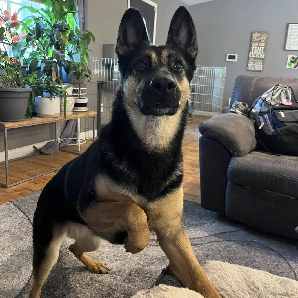 Zara, Adoptable, Adult Female German Shepherd Dog.