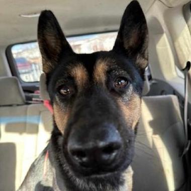 Enlarge Zara, a Adoptable German Shepherd Dog in Benton City, WA image 3/5