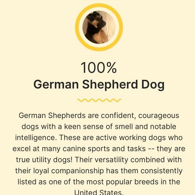 Enlarge Zara, a Adoptable German Shepherd Dog in Benton City, WA image 4/5