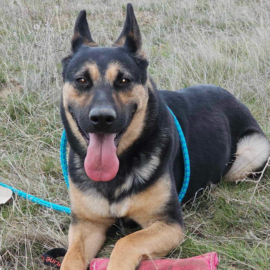 Enlarge Zara, a Adoptable German Shepherd Dog in Benton City, WA image 5/5