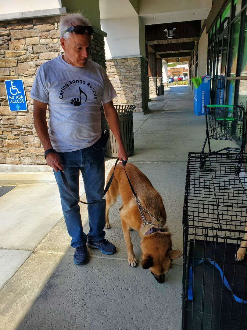 Enlarge Ch Ch Ch Changes!! Chancy Chance!, a Adoptable German Shepherd Dog in Manhattan Beach, CA image 1/6