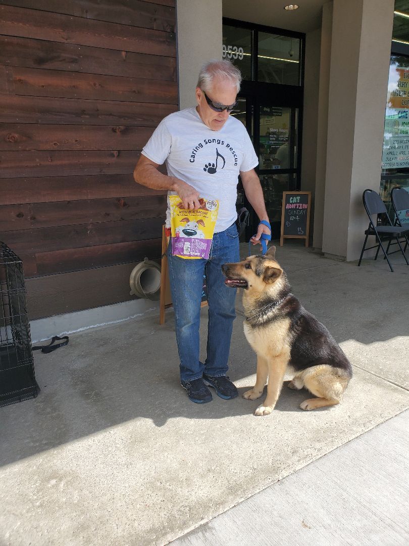 Enlarge Ch Ch Ch Changes!! Chancy Chance!, a Adoptable German Shepherd Dog in Manhattan Beach, CA image 2/6