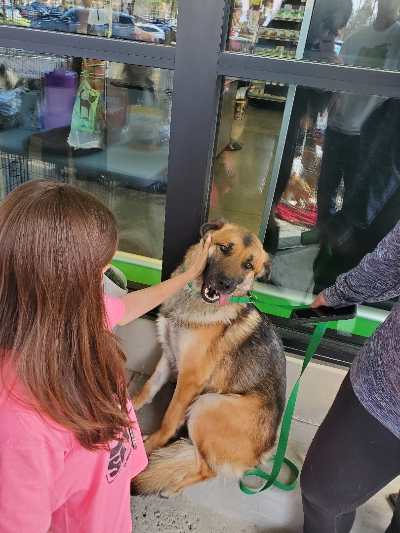 Ch Ch Ch Changes!! Chancy Chance!, Adoptable, Young Male German Shepherd Dog.