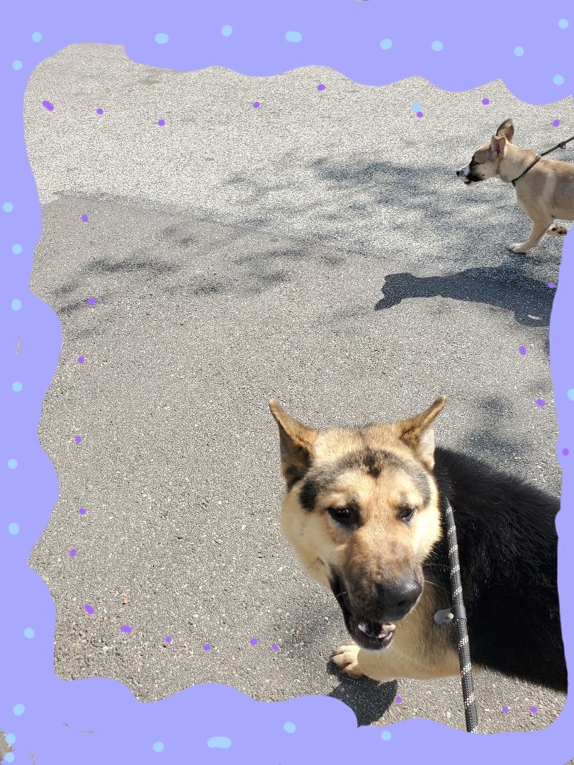 Enlarge Ch Ch Ch Changes!! Chancy Chance!, a Adoptable German Shepherd Dog in Manhattan Beach, CA image 5/6