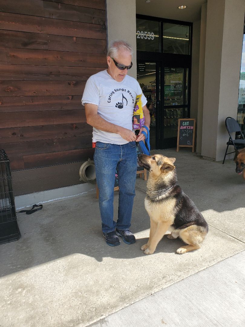 Enlarge Ch Ch Ch Changes!! Chancy Chance!, a Adoptable German Shepherd Dog in Manhattan Beach, CA image 6/6
