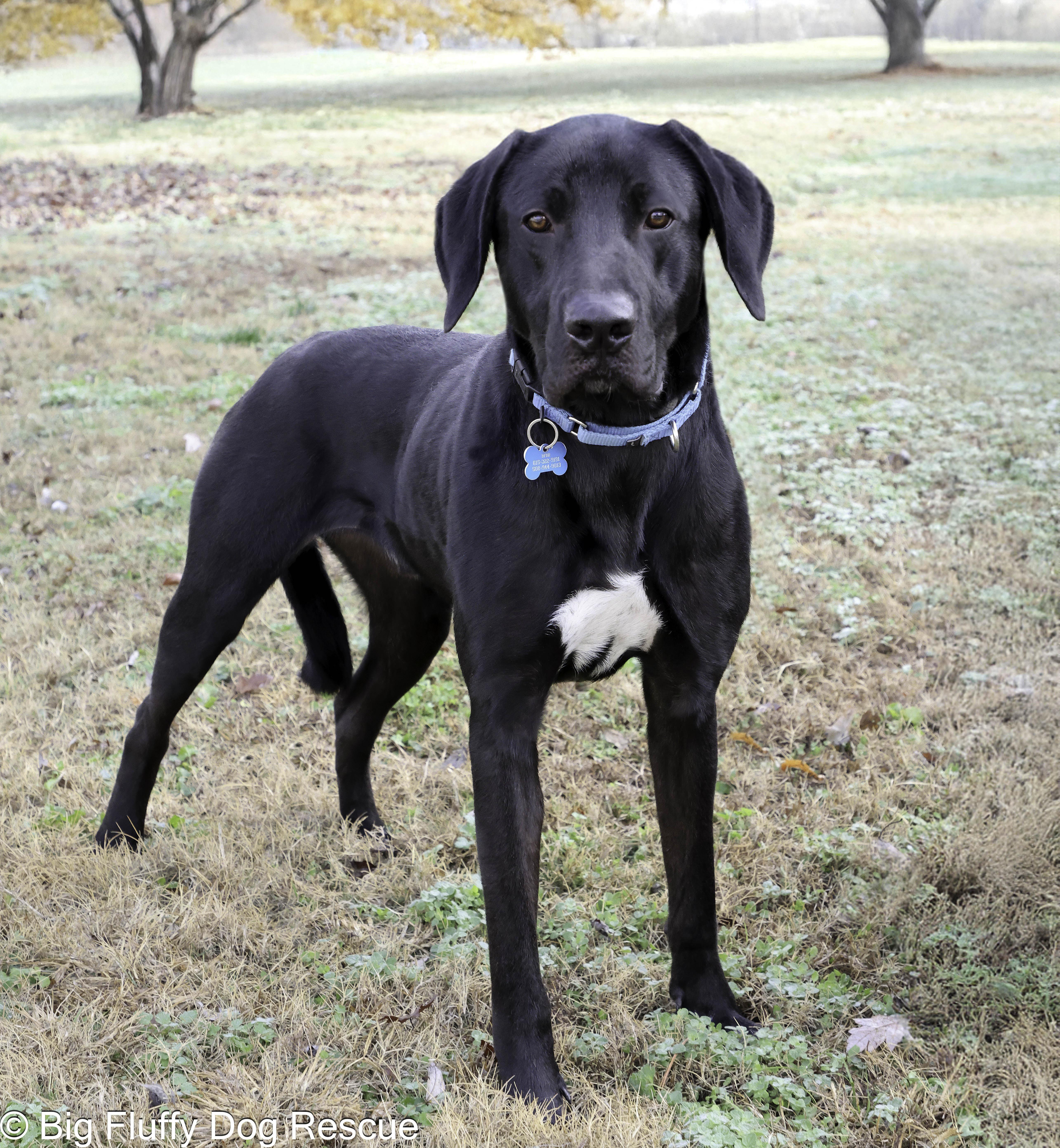 Jace, an adopted mixed breed in Louisville, KY image 2/3
