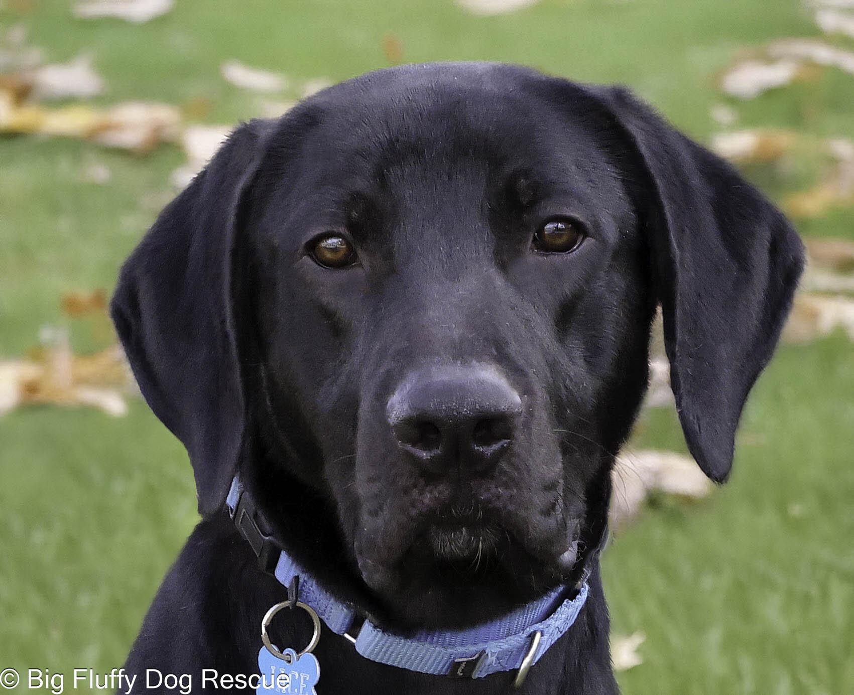 Jace, an adopted mixed breed in Louisville, KY image 3/3
