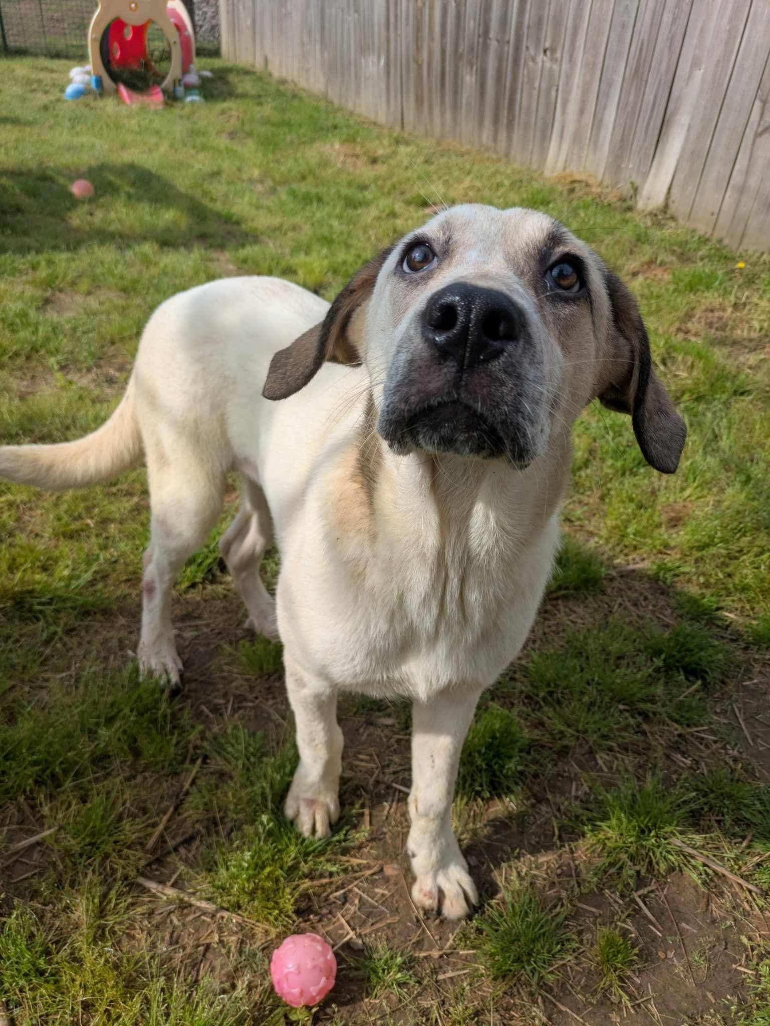 Enlarge Raine, a Adoptable mixed breed in Dover, AR image 1/6