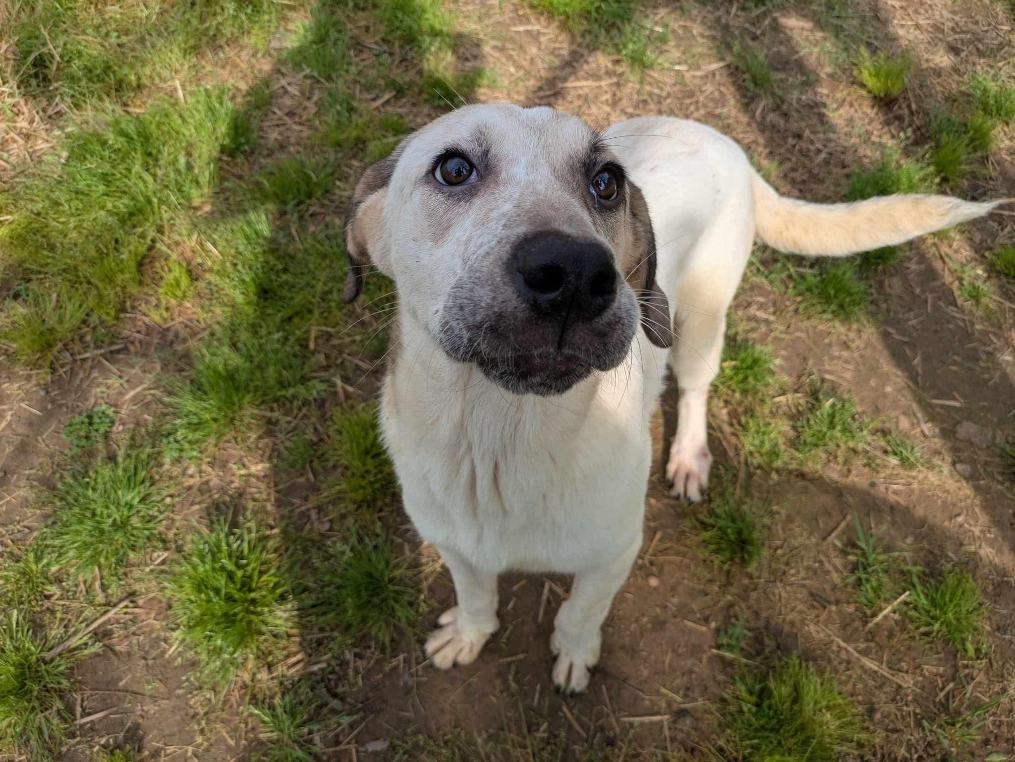Enlarge Raine, a Adoptable mixed breed in Dover, AR image 2/6