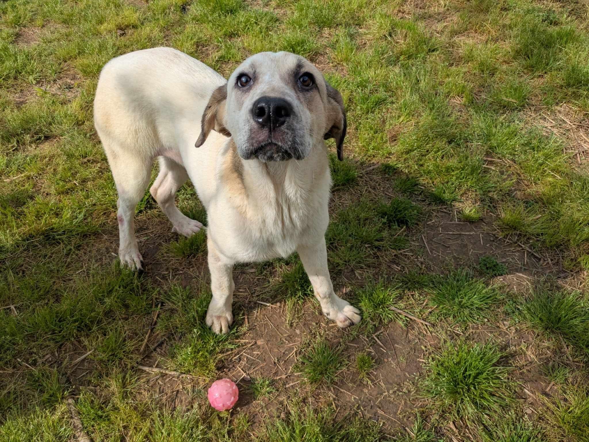 Enlarge Raine, a Adoptable mixed breed in Dover, AR image 3/6