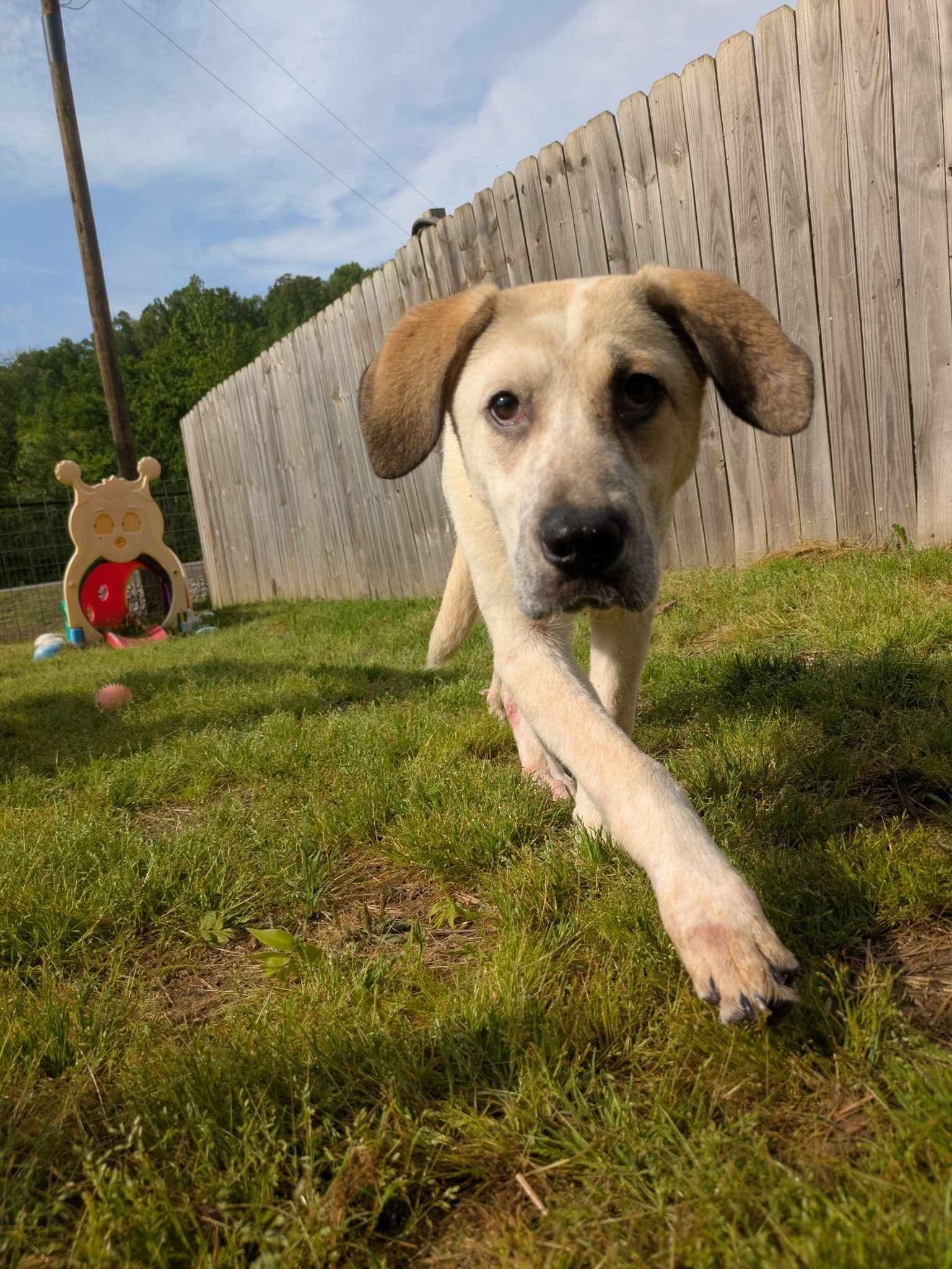 Enlarge Raine, a Adoptable mixed breed in Dover, AR image 4/6