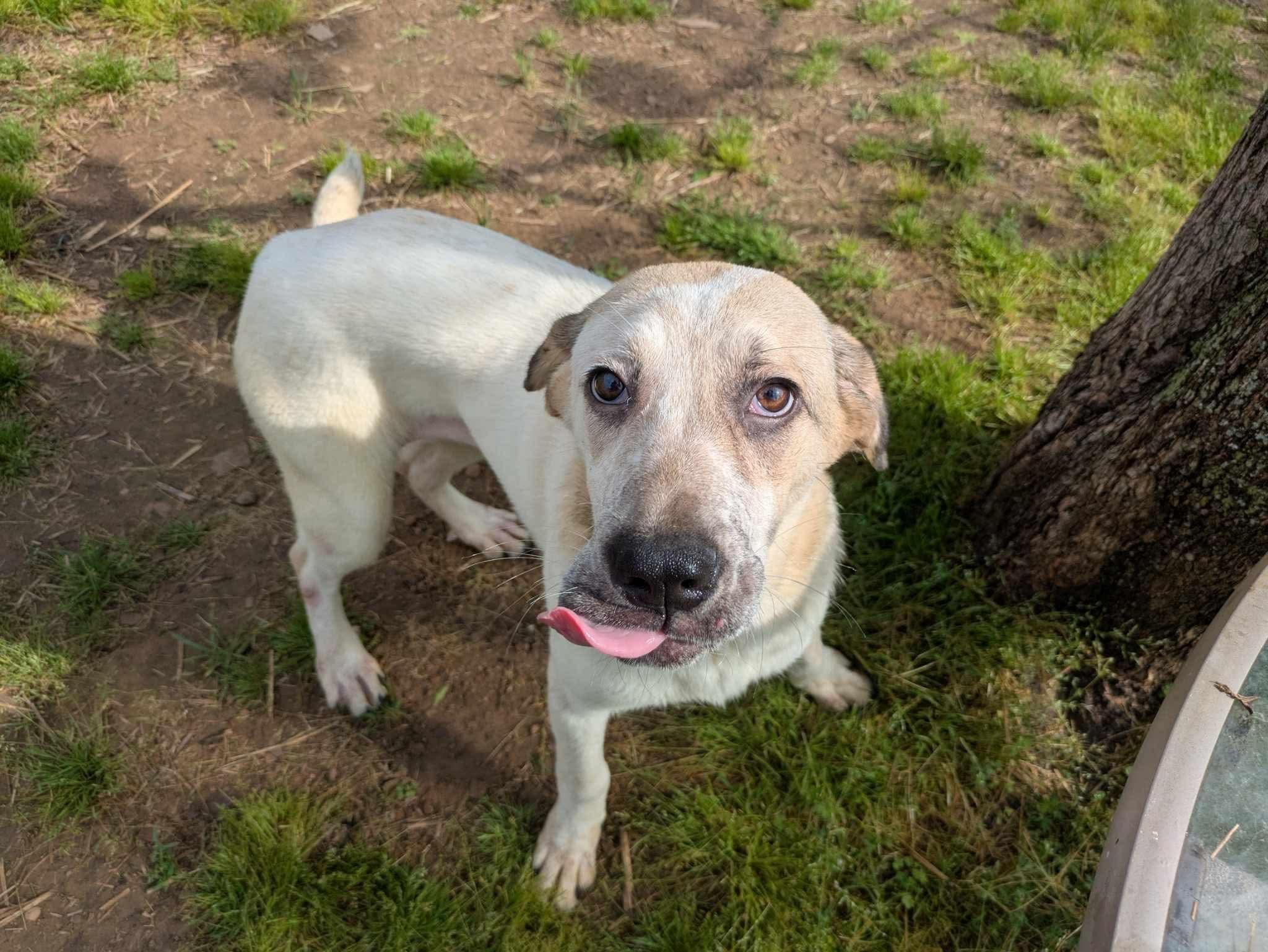 Enlarge Raine, a Adoptable mixed breed in Dover, AR image 5/6