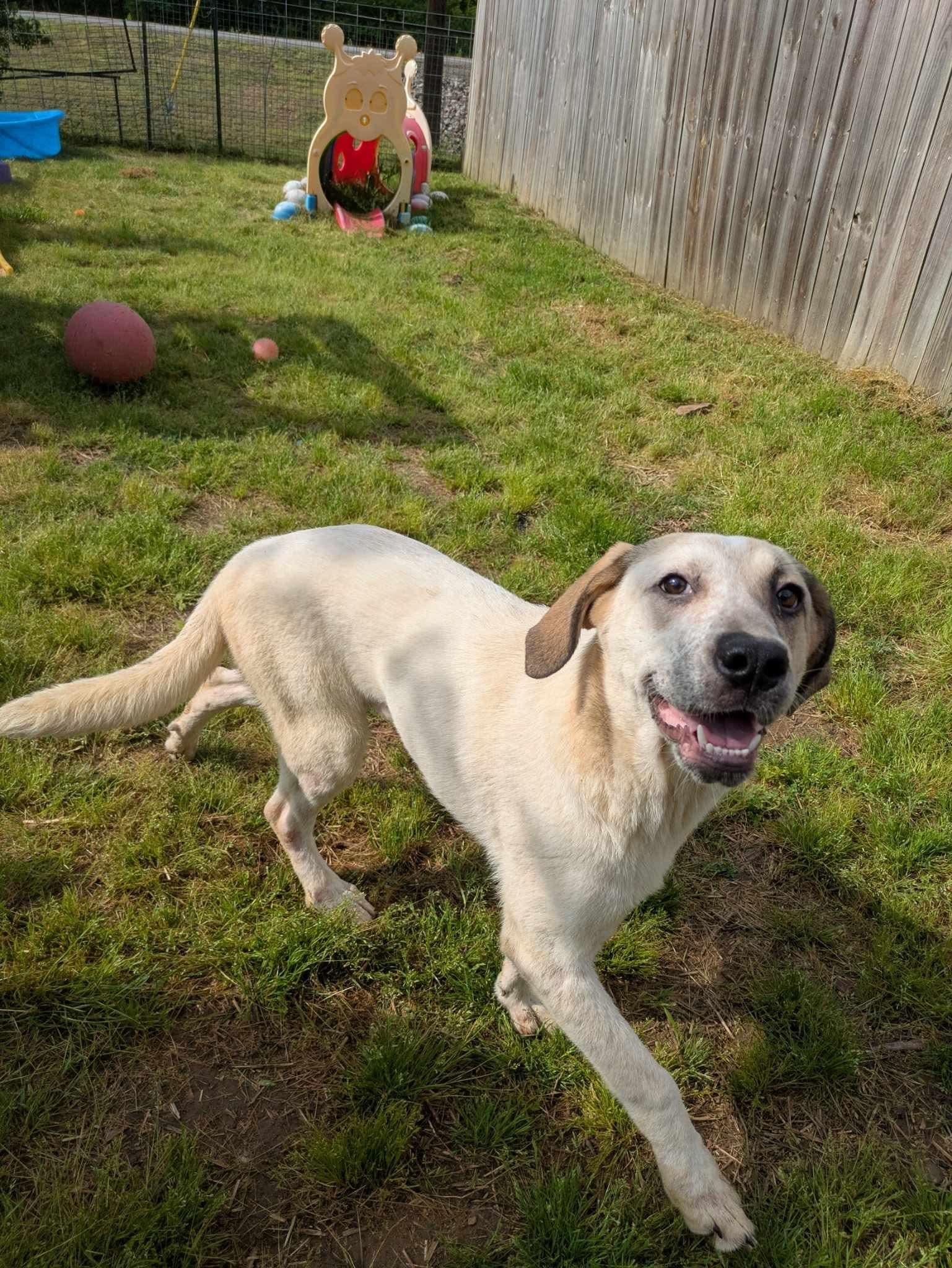 Enlarge Raine, a Adoptable mixed breed in Dover, AR image 6/6