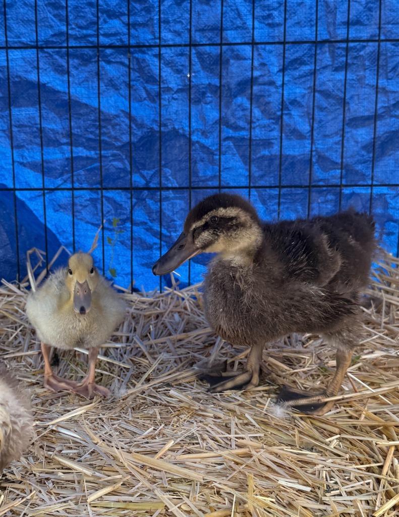 Bubbles, Adopted, Baby Female Duck.