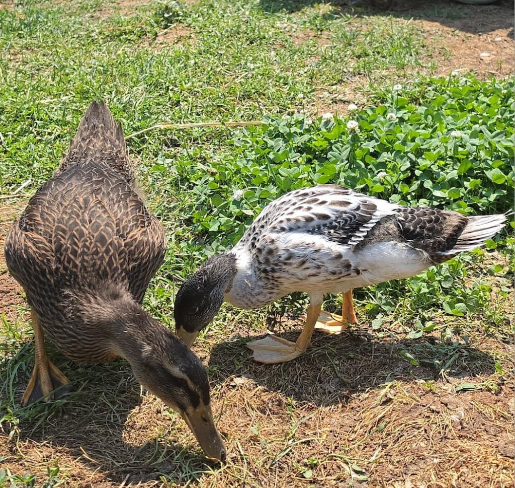 Enlarge Bubbles, a Adopted Duck in Eagle Mountain, UT image 3/3