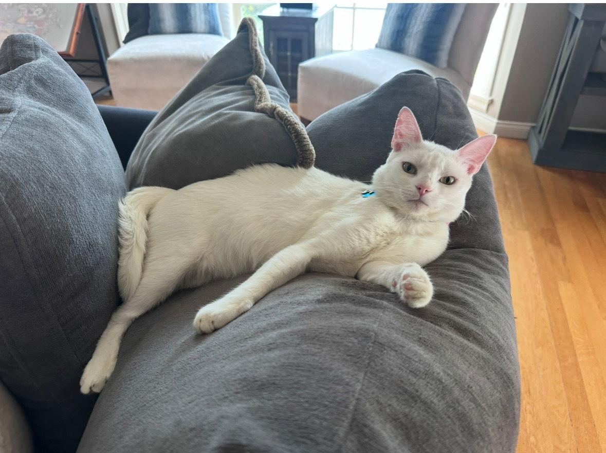 Milky, Adoptable, Adult Male Domestic Short Hair & Domestic Short Hair.