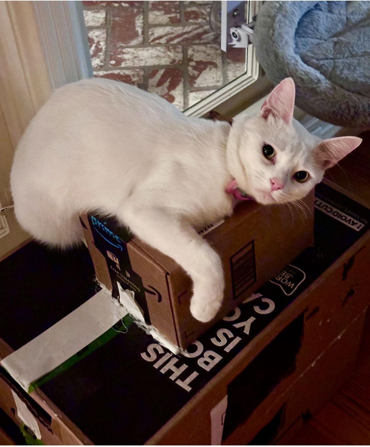 Enlarge Milky, a Adoptable mixed breed in Long Beach, CA image 2/3