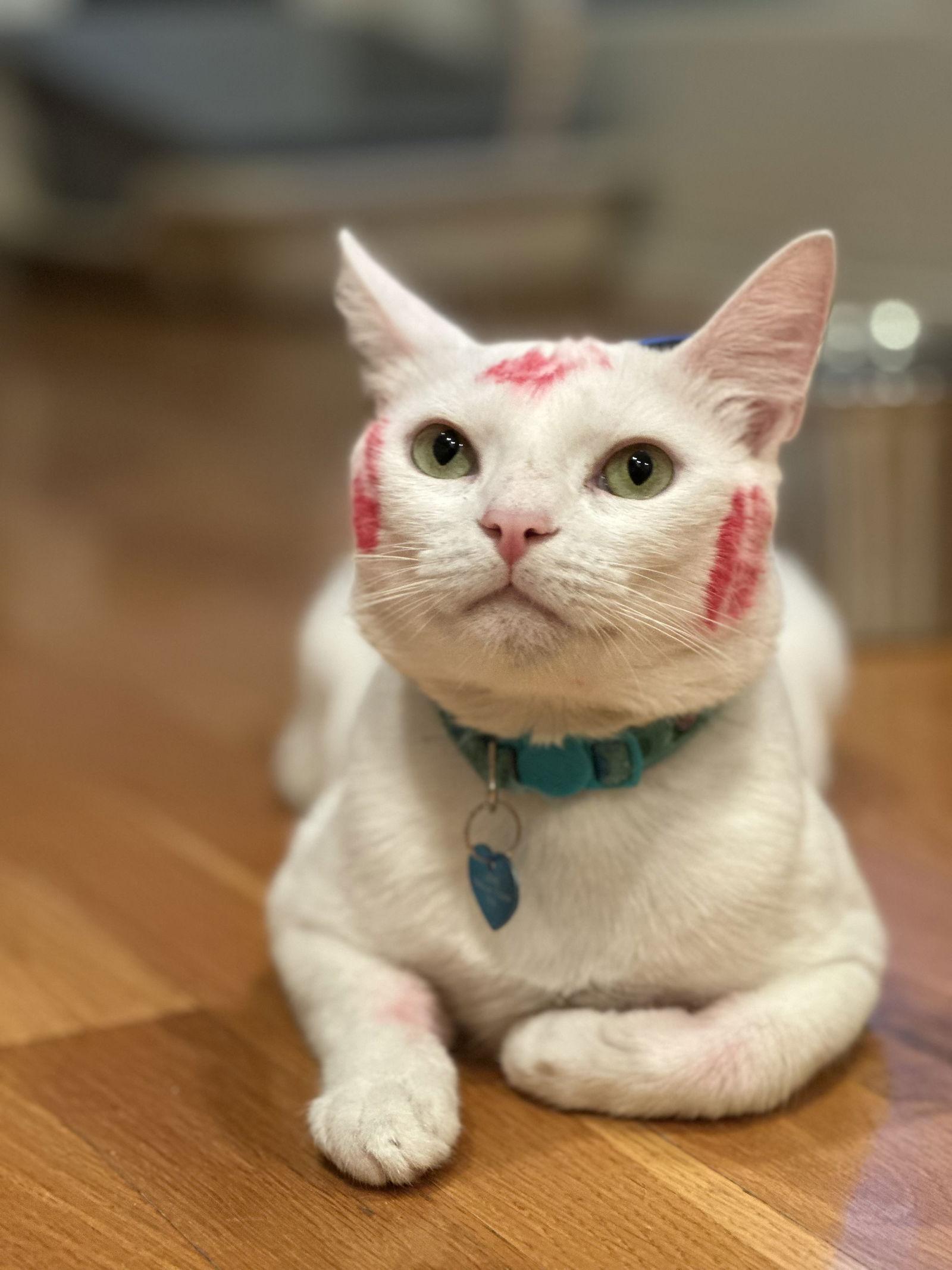 Milky, Adoptable, Adult Male Domestic Short Hair & Domestic Short Hair.