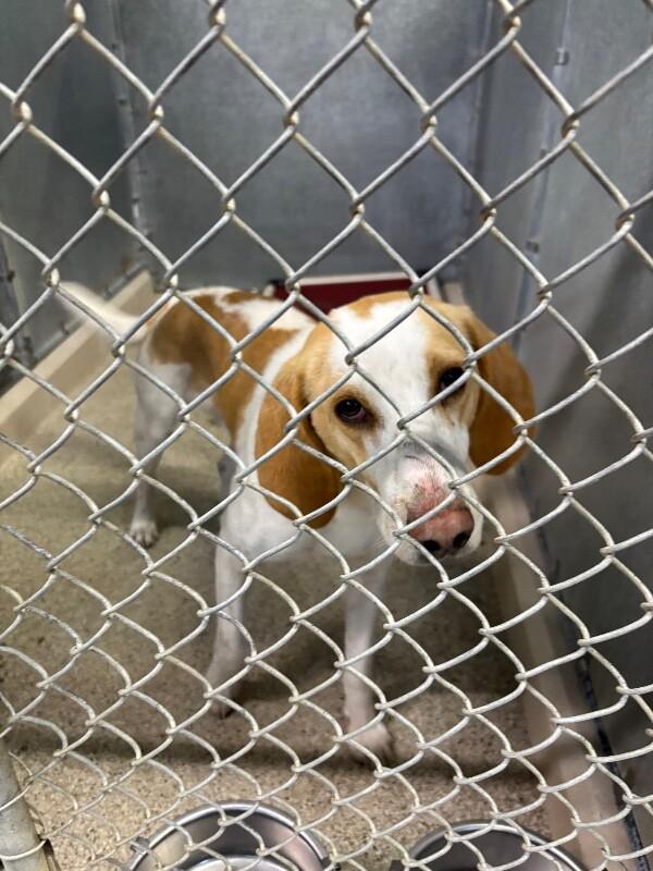 Enlarge Bowie, a Adoptable Hound in Supply, NC image 1/2