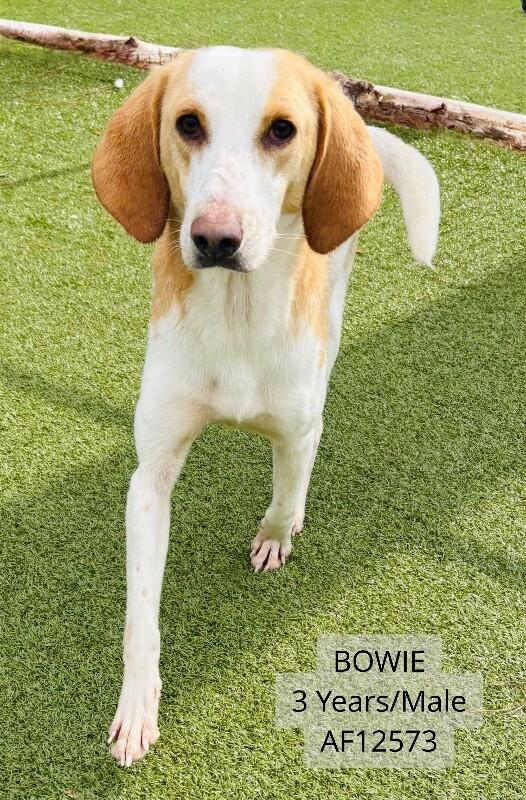 Enlarge Bowie, a Adoptable Hound in Supply, NC image 2/2