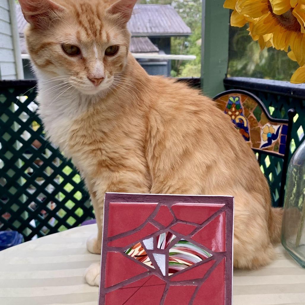 Garfield, Adoptable, Young Male Domestic Short Hair.