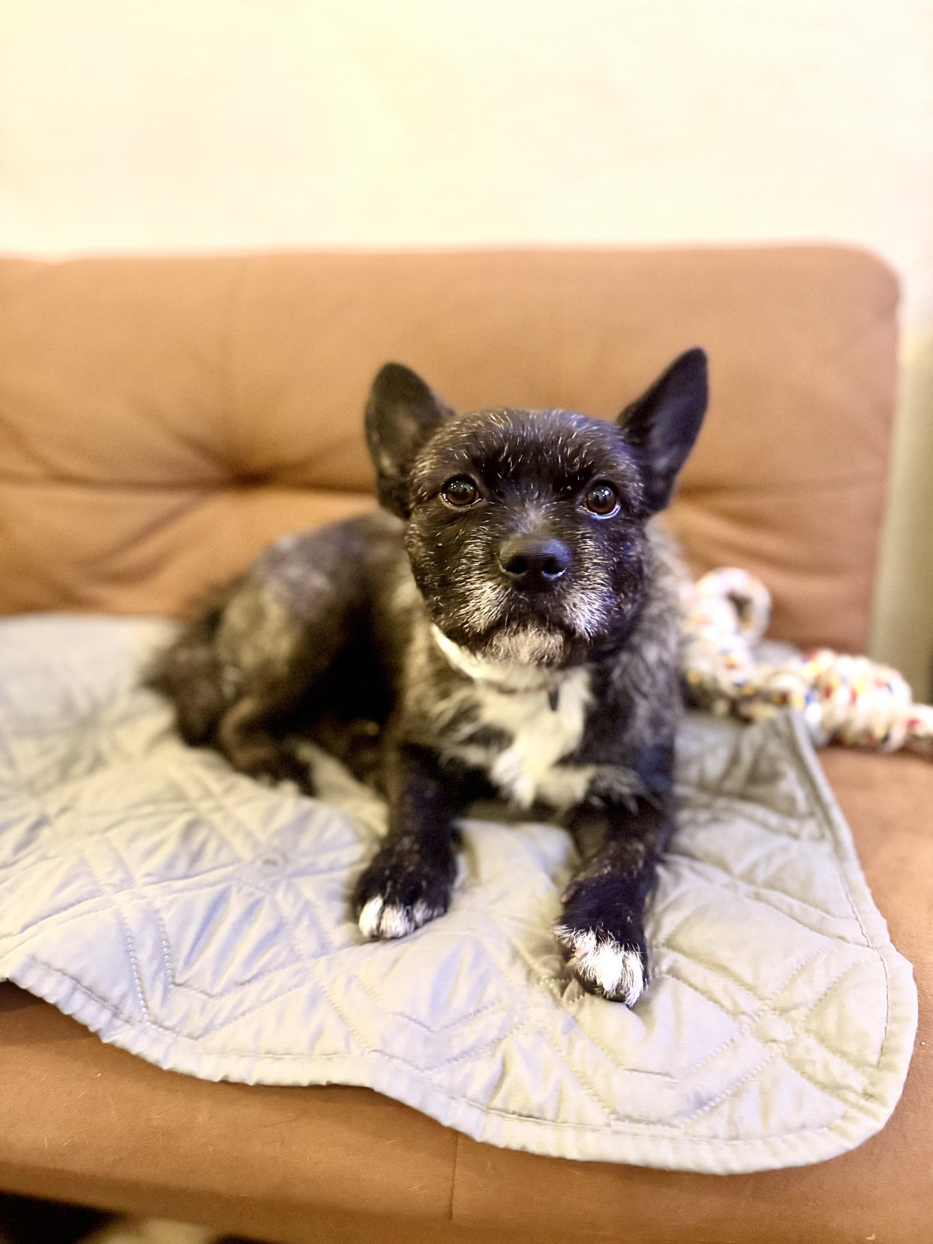 Enlarge Pepper, an adopted mixed breed in Torrance, CA image 3/4