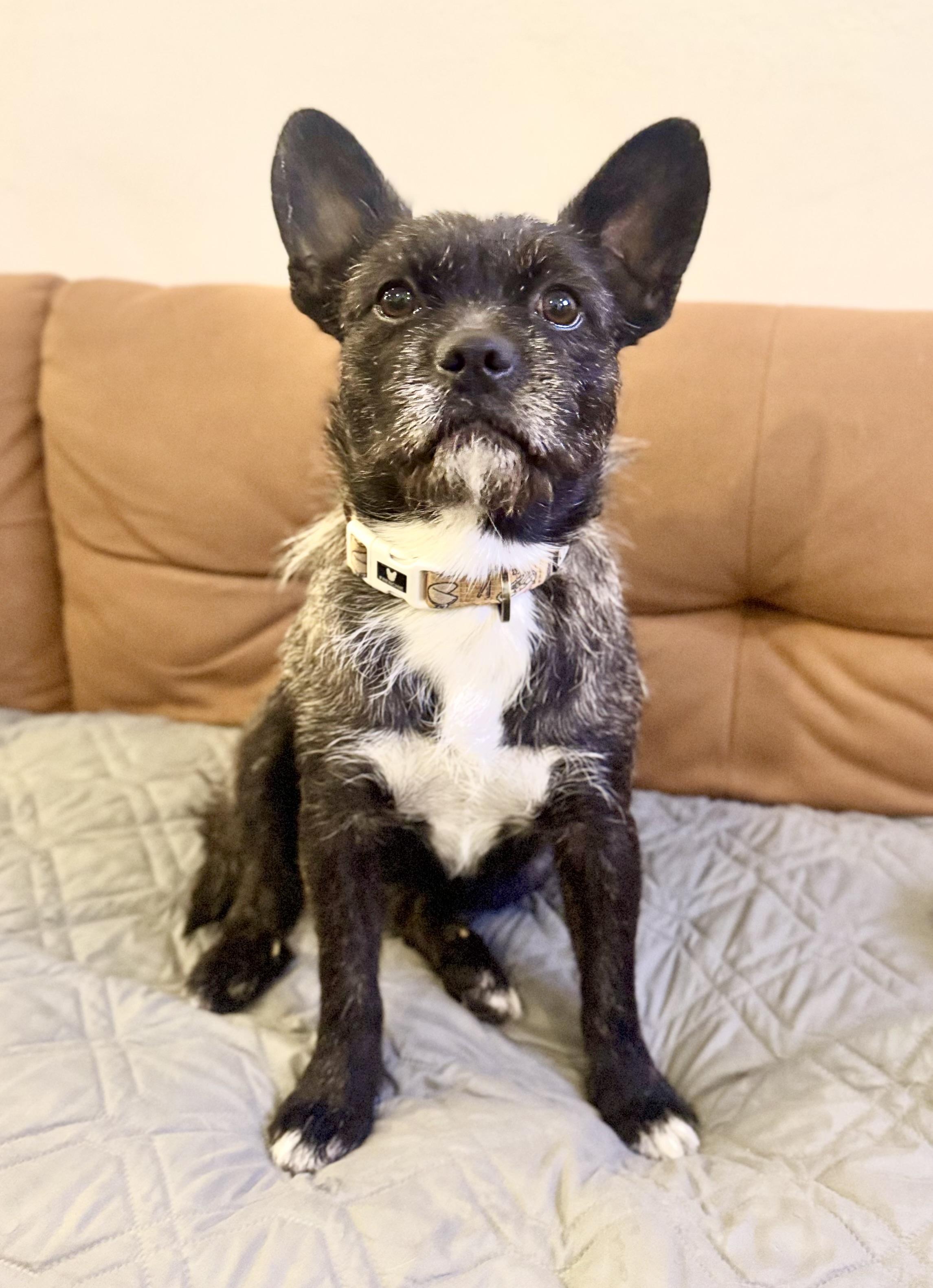 Enlarge Pepper, an adopted mixed breed in Torrance, CA image 1/4