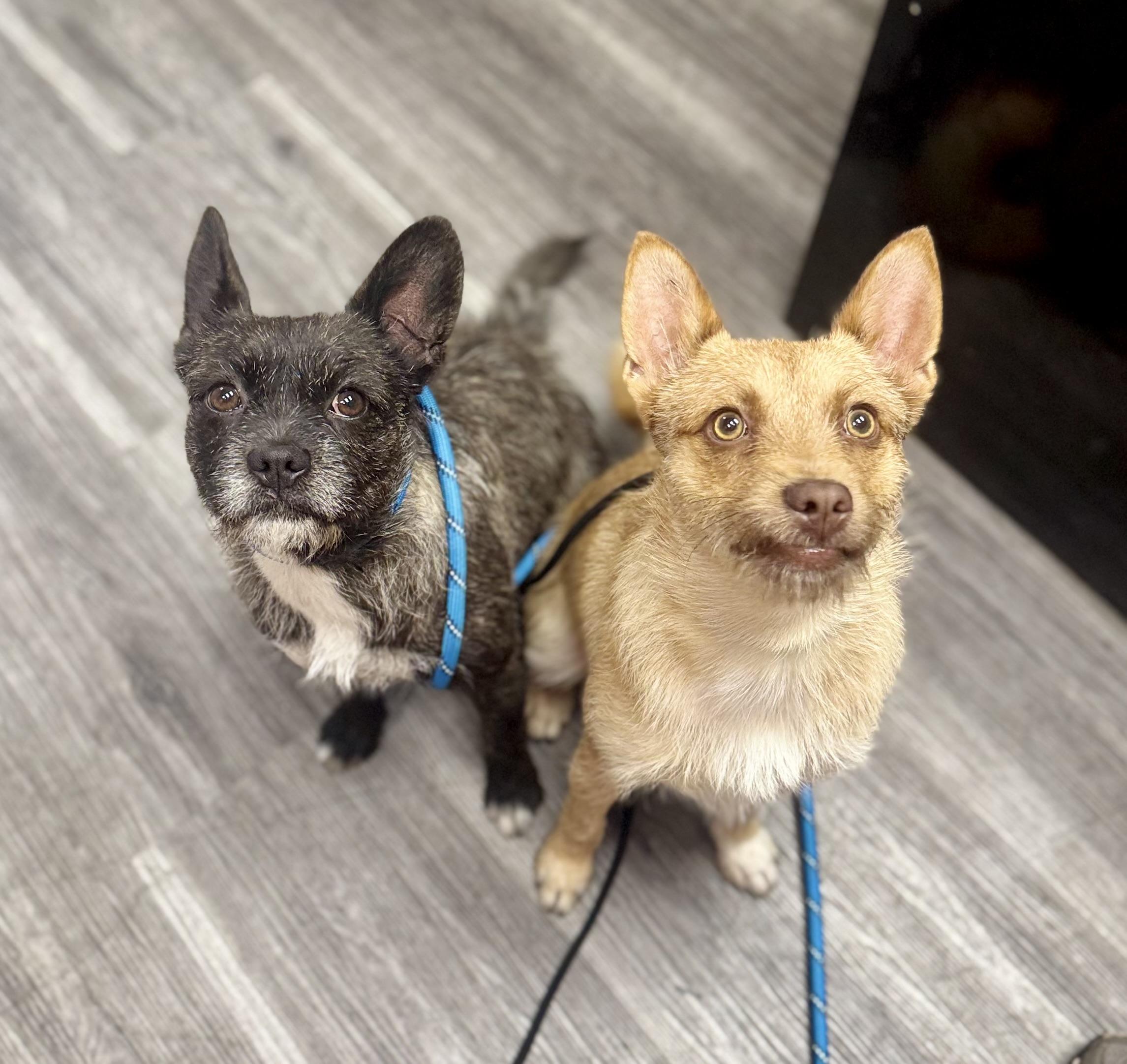 Enlarge Pepper, an adopted mixed breed in Torrance, CA image 2/4