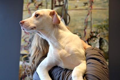 Stanley — thumbnail 2