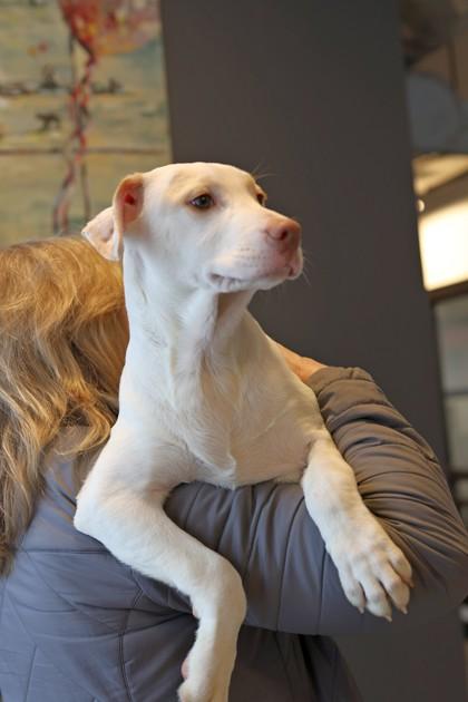 Stanley — thumbnail 3