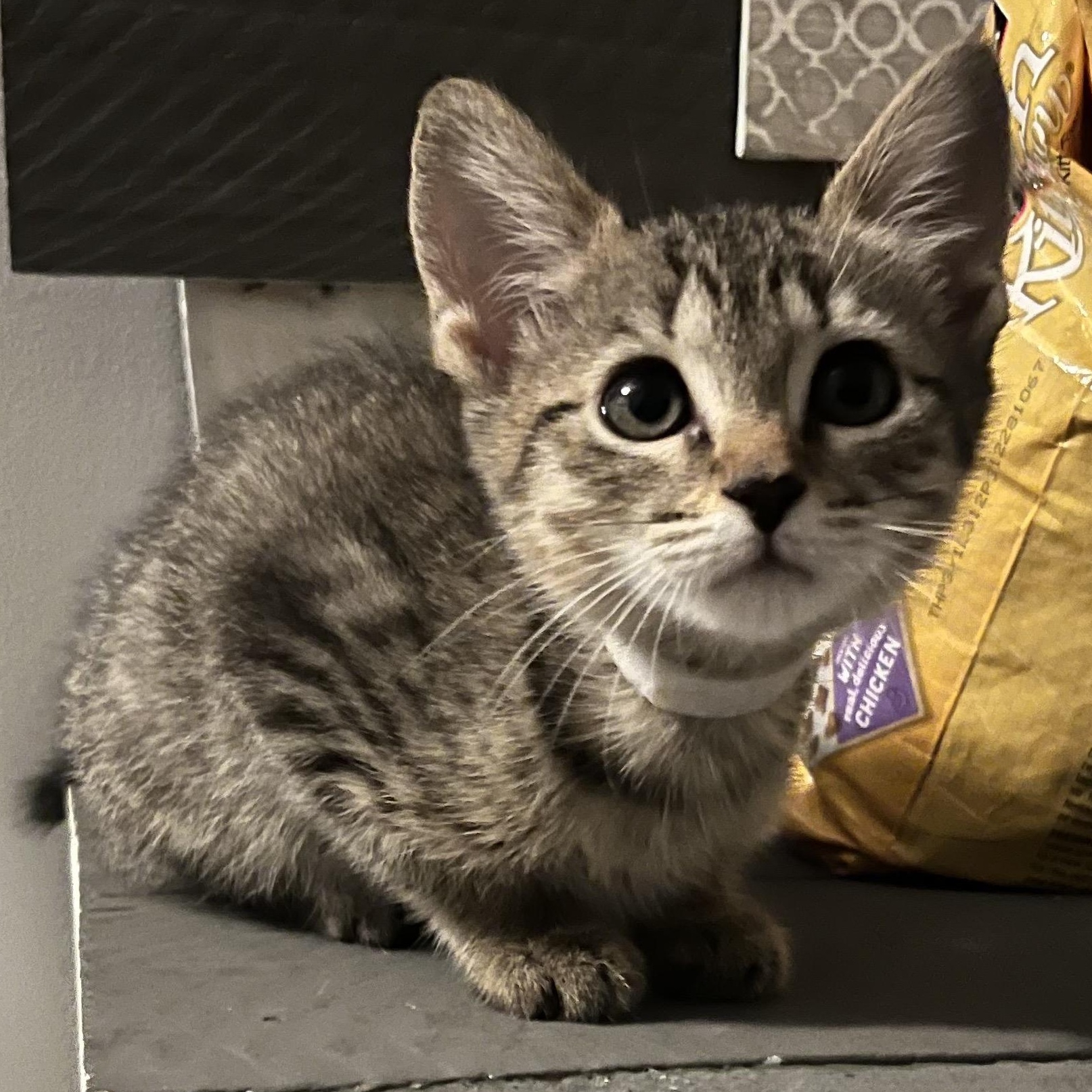 Zinnia, Baby Female Tabby