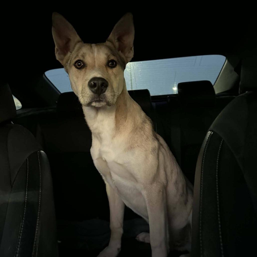 Enlarge Howie 030501A, a Adoptable mixed breed in Amory, MS image 1/4